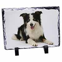 Tri-Colour Border Collie Dog, Stunning Photo Slate