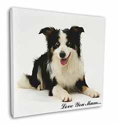 Tri-Colour Border Collie 