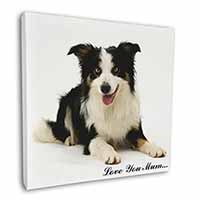 Tri-Colour Border Collie 