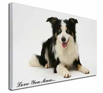 Tri-Colour Border Collie 