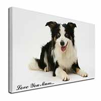 Tri-Colour Border Collie 