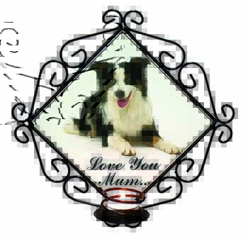 Tri-Colour Border Collie 