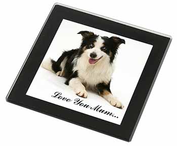 Tri-Colour Border Collie 