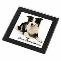 Tri-Colour Border Collie 