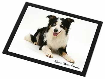 Tri-Colour Border Collie 