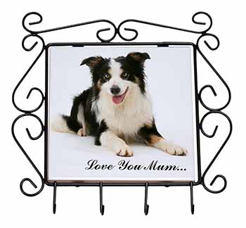 Tri-Colour Border Collie 