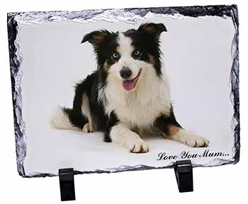 Tri-Colour Border Collie 