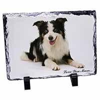 Tri-Colour Border Collie 