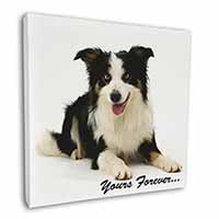 Border Collie Dog 