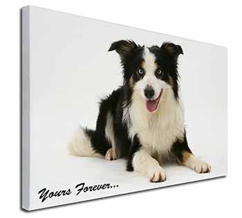 Border Collie Dog 