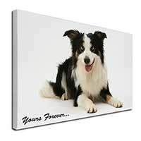 Border Collie Dog 