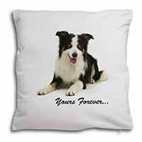 Border Collie Dog 