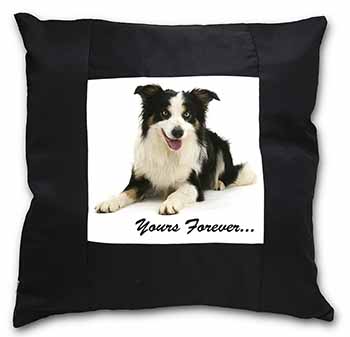 Border Collie Dog 