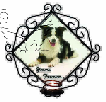 Border Collie Dog 