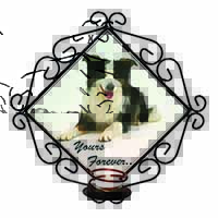 Border Collie Dog 
