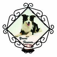 Border Collie Dog 