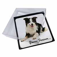 4x Border Collie Dog 