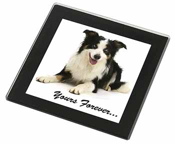 Border Collie Dog 