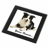 Border Collie Dog 