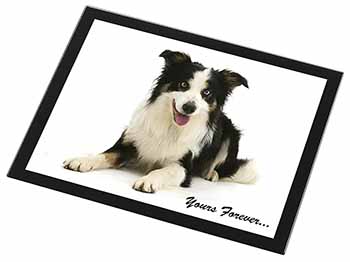 Border Collie Dog 