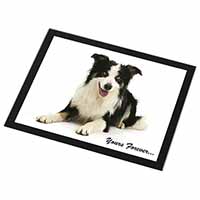 Border Collie Dog 