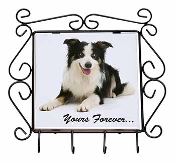 Border Collie Dog 