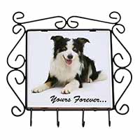 Border Collie Dog 