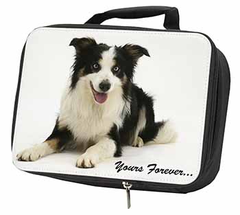 Border Collie Dog 