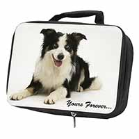 Border Collie Dog 