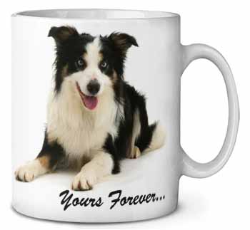 Border Collie Dog 