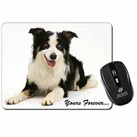 Border Collie Dog 