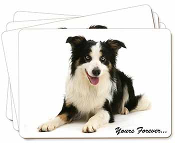 Border Collie Dog 