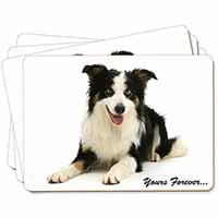 Border Collie Dog 