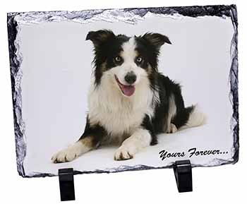 Border Collie Dog 