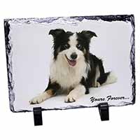 Border Collie Dog 