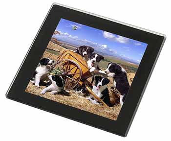 Border Collie in Wheelbarrow Black Rim High Quality Glass Coaster