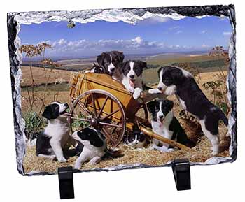 Border Collie in Wheelbarrow, Stunning Photo Slate