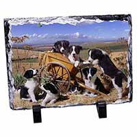 Border Collie in Wheelbarrow, Stunning Photo Slate