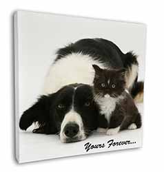 Border Collie and Kitten 