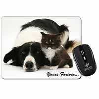 Border Collie and Kitten 