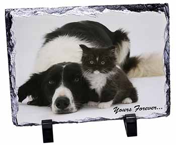 Border Collie and Kitten 