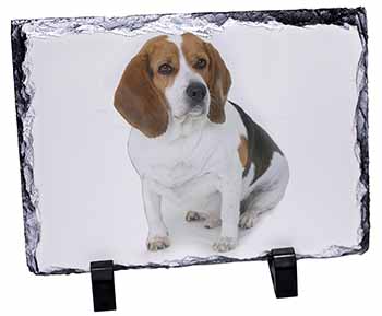 Beagle Dog, Stunning Photo Slate