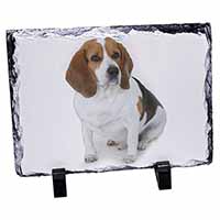 Beagle Dog, Stunning Photo Slate