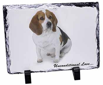 Beagle Dog 