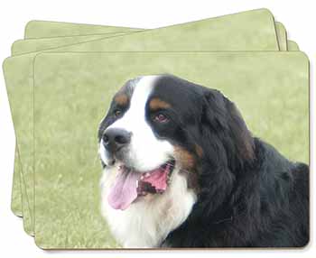 Bernese Mountain Dog Picture Placemats in Gift Box