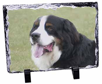 Bernese Mountain Dog, Stunning Photo Slate