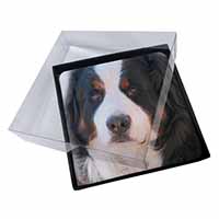 4x Bernese Mountain Dog Picture Table Coasters Set in Gift Box