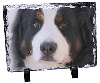 Bernese Mountain Dog, Stunning Photo Slate