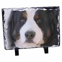 Bernese Mountain Dog, Stunning Photo Slate