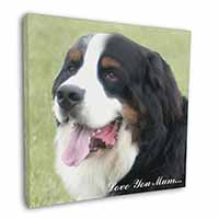 Bernese Mountain Dog 